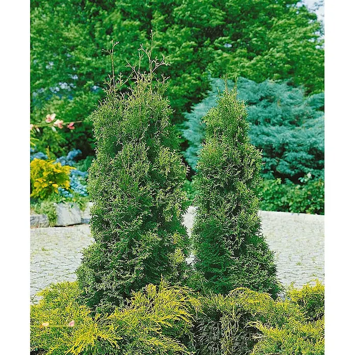 Pflanzen für dich Lebensbaum 30-40 cm - Thuja occidentalis 'Holmstrup', Aktuelle Wuchshöhe: 30 cm - 40 cm - Zwei hohe, kegelförmige Nadelbäume stehen in einem Garten, umgeben von niedrigeren gelb-grünen Sträuchern.