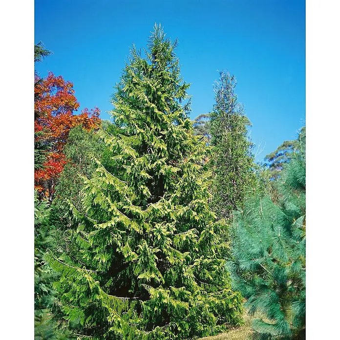 Pflanzen für dich Lebensbaum 100-150 cm - Taiwania cryptomerioides, Aktuelle Wuchshöhe: 100 cm - 150 cm - Ein großer, konischer immergrüner Baum mit leuchtend grünen und gelbgrünen Blättern in einer Naturlandschaft.