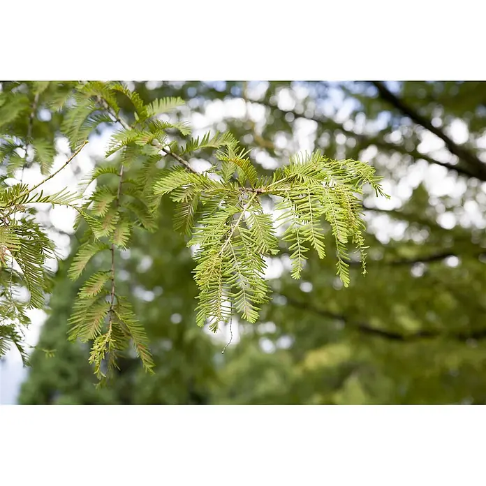 Pflanzen für dich Lebensbaum 125-150 cm - Metasequoia glyptostroboides, Aktuelle Wuchshöhe: 125 cm - 150 cm - Frische, hellgrüne nadelartige Blätter an Baumzweigen.