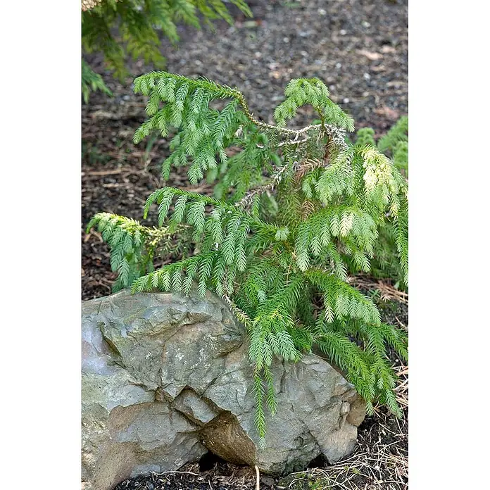 Pflanzen für dich Lebensbaum 100-150 cm - Taiwania cryptomerioides, Aktuelle Wuchshöhe: 100 cm - 150 cm - Grüne Konifere mit dichten, schuppenartigen Blättern neben einem großen Felsen.