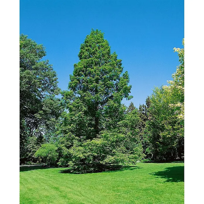 Pflanzen für dich Lebensbaum 125-150 cm - Metasequoia glyptostroboides, Aktuelle Wuchshöhe: 125 cm - 150 cm - Ein hoher, konischer grüner Baum steht prominent in einem sonnigen Park mit sattem Rasen und anderen Bäumen.
