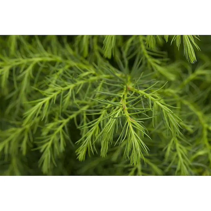 Pflanzen für dich Lebensbaum 20-30 cm - Cryptomeria japonica 'Elegans Viridis', Aktuelle Wuchshöhe: 20 cm - 30 cm - Nahaufnahme von leuchtend hellgrünem, nadelförmigem Laub an Koniferenzweigen mit detaillierter Textur.