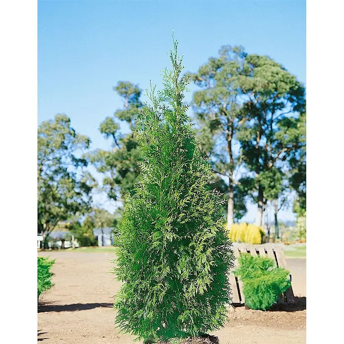 Pflanzen für dich Lebensbaum 25-30 cm - Thuja plicata 'Can-Can', Aktuelle Wuchshöhe: 25 cm - 30 cm - Ein aufrechter, konischer, grüner immergrüner Strauch in einer Gartenumgebung, ideal für die Landschaftsgestaltung.
