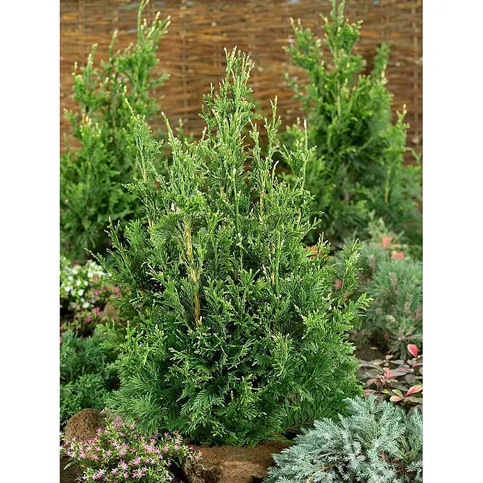 Pflanzen für dich Lebensbaum 25-30 cm - Thuja plicata 'Can-Can', Aktuelle Wuchshöhe: 25 cm - 30 cm - Ein üppiger grüner Zwergkonifer mit aufrechtem Wuchs, ideal für die Gartenbepflanzung.