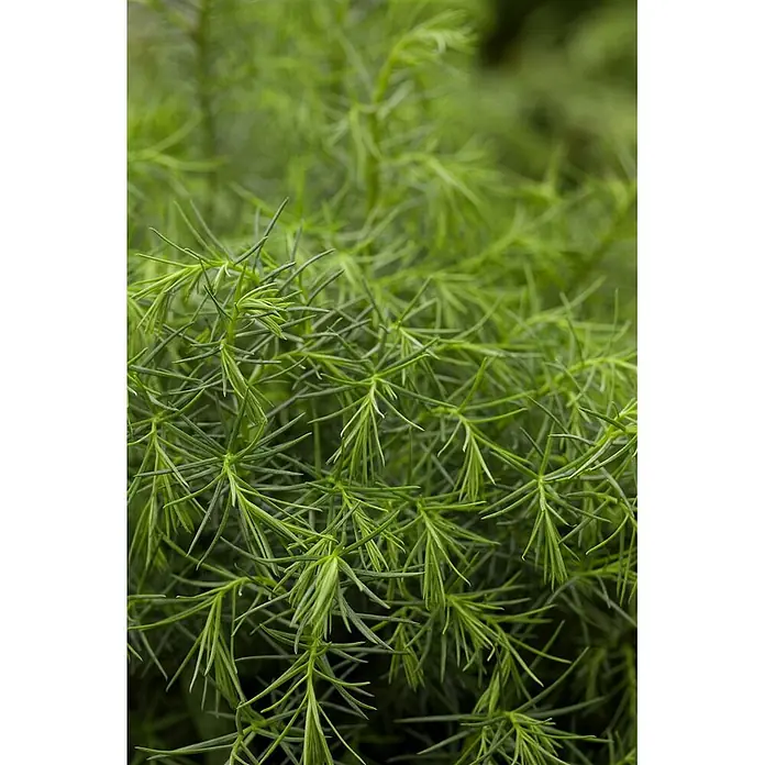 Pflanzen für dich Lebensbaum 20-30 cm - Cryptomeria japonica 'Elegans Viridis', Aktuelle Wuchshöhe: 20 cm - 30 cm - Dichtes grünes Blattwerk mit zarten, nadelförmigen Blättern.