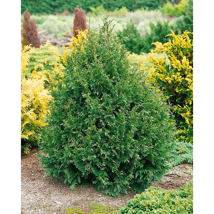 Pflanzen für dich Lebensbaum 25-30 cm - Thuja plicata 'Can-Can', Aktuelle Wuchshöhe: 25 cm - 30 cm - Ein leuchtend grüner, konischer Nadelbaum steht in einem Garten, umgeben von gelben und anderen grünen Sträuchern.