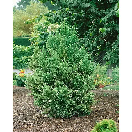 Pflanzen für dich  Lebensbaum 40-60 cm
