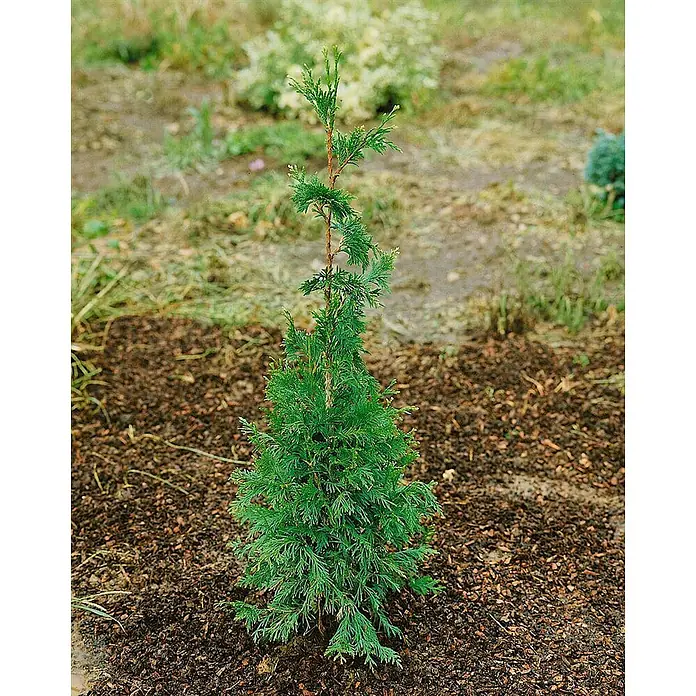 Pflanzen für dich Lebensbaum 25-30 cm - Thuja plicata 'Can-Can', Aktuelle Wuchshöhe: 25 cm - 30 cm - Kleiner grüner Nadelbaum mit braunem Stamm, in dunklem Rindenmulch gepflanzt.