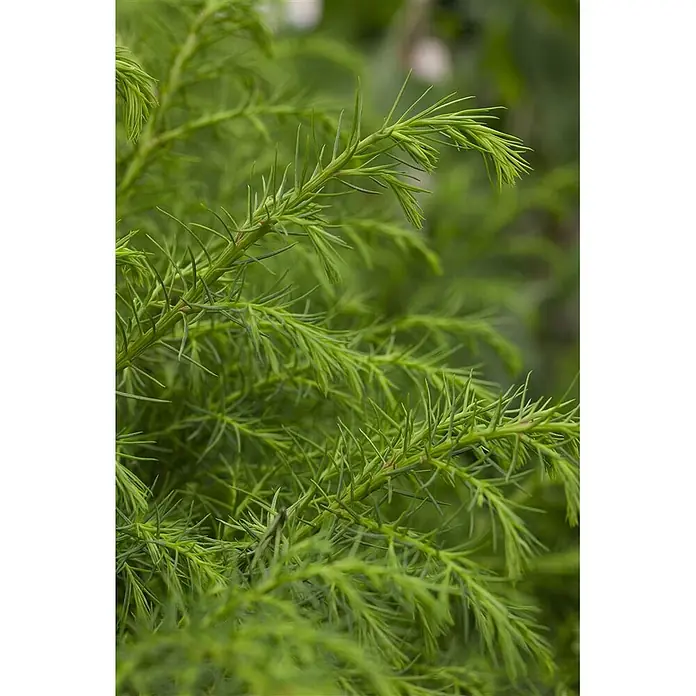 Pflanzen für dich Lebensbaum 20-30 cm - Cryptomeria japonica 'Elegans Viridis', Aktuelle Wuchshöhe: 20 cm - 30 cm - Saftiges grünes Laub mit feinen, nadelförmigen Blättern, das gesundes Wachstum zeigt.