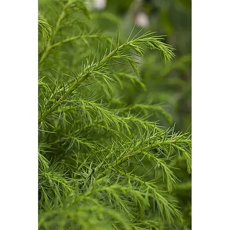 Pflanzen für dich  Lebensbaum 20-30 cm