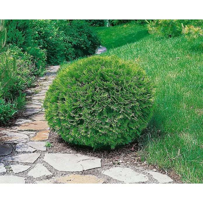 Pflanzen für dich Lebensbaum 25-30 cm - Thuja occidentalis 'Recurva Nana', Aktuelle Wuchshöhe: 25 cm - 30 cm - Ein perfekt runder, leuchtend grüner immergrüner Strauch neben einem Plattenweg im Garten, umgeben von Gras.