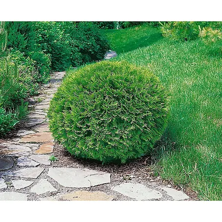 Pflanzen für dich  Zwerg-Lebensbaum 30-40 cm