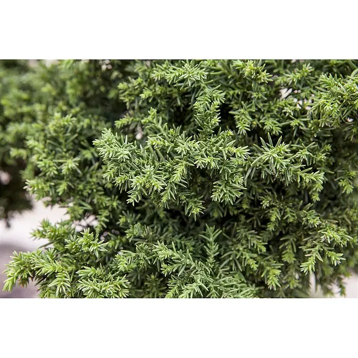Pflanzen für dich Lebensbaum 40-60 cm - Cryptomeria japonica, Aktuelle Wuchshöhe: 40 cm - 60 cm - Nahaufnahme von dichtem, leuchtend grünem, nadelförmigem Laub einer Konifere.