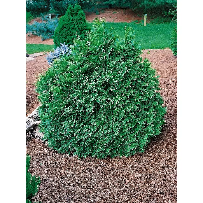 Pflanzen für dich Lebensbaum 25-30 cm - Thuja occidentalis 'Recurva Nana', Aktuelle Wuchshöhe: 25 cm - 30 cm - Ein kleiner, dichter, runder immergrüner Strauch mit leuchtend grünem Laub, gepflanzt in einem Gartenbeet mit Pinienmulch.