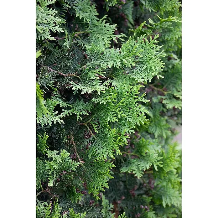 Pflanzen für dich Lebensbaum 60-80 cm - Thuja plicata 'Excelsa', Aktuelle Wuchshöhe: 60 cm - 80 cm - Leuchtend grünes, federartiges Koniferenlaub.