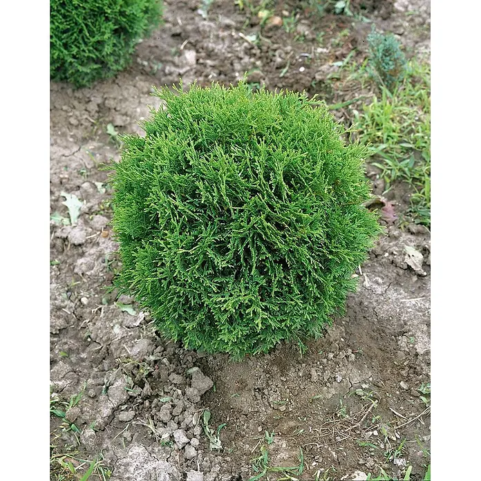 Pflanzen für dich Lebensbaum 25-30 cm - Thuja occidentalis 'Recurva Nana', Aktuelle Wuchshöhe: 25 cm - 30 cm - Ein kleiner, runder grüner Busch im Boden gepflanzt.
