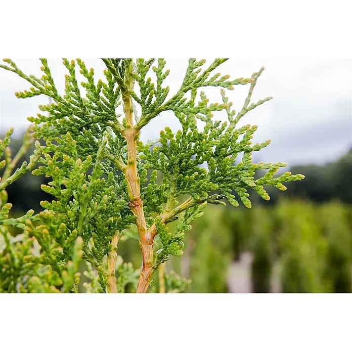 Pflanzen für dich Lebensbaum 60-80 cm - Thuja plicata 'Excelsa', Aktuelle Wuchshöhe: 60 cm - 80 cm - Nahaufnahme von hellgrünem, schuppigem Koniferenlaub mit gelblichen Triebspitzen und braunen Ästen.