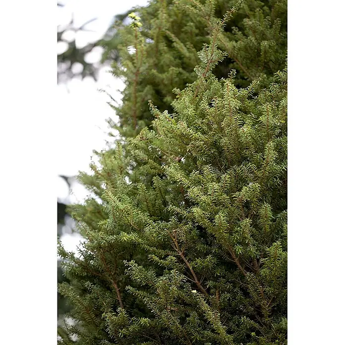 Pflanzen für dich Lebensbaum 40-50 cm - Tsuga diversifolia 'Minikin', Aktuelle Wuchshöhe: 40 cm - 50 cm - Üppige grüne Immergrünpflanze mit kurzen, dichten, nadelartigen Blättern.