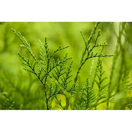 Pflanzen für dich  Lebensbaum 60-80 cm