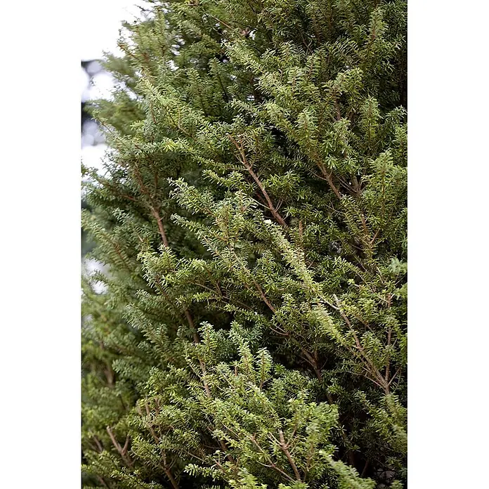 Pflanzen für dich Lebensbaum 40-50 cm - Tsuga diversifolia 'Minikin', Aktuelle Wuchshöhe: 40 cm - 50 cm - Nahaufnahme eines dichten, immergrünen Strauchs mit kleinen, dunkelgrünen Blättern und sichtbaren braunen Ästen.