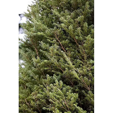 Pflanzen für dich  Lebensbaum 40-50 cm