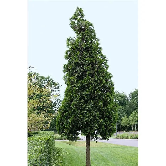 Pflanzen für dich Lebensbaum 60-80 cm - Thuja plicata 'Excelsa', Aktuelle Wuchshöhe: 60 cm - 80 cm - Hoher, schlanker, kegelförmiger Nadelbaum mit dichtem dunkelgrünem Laub und sichtbarem braunem Stamm, ideal für die Landschaftsgestaltung.