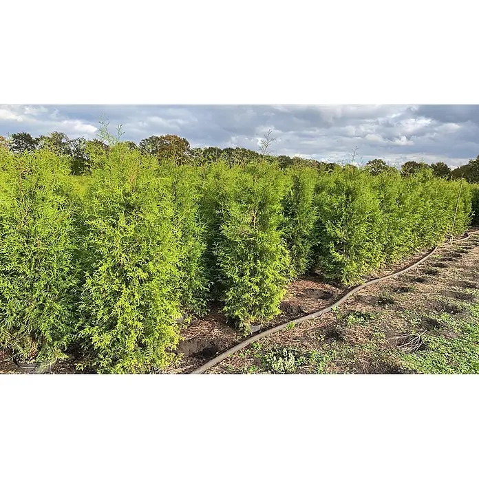 Pflanzen für dich Lebensbaum 200-225 cm - Thuja occidentalis 'Brabant', Aktuelle Wuchshöhe: 200 cm - 225 cm - Reihen von üppigen grünen Nadelbäumen in einer Baumschule, mit dunkler Erde und Bewässerungsschlauch im Vordergrund.