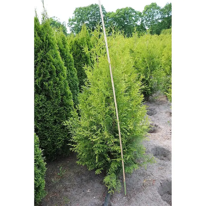 Pflanzen für dich Lebensbaum 150-175 cm - Thuja occidentalis 'Brabant', Aktuelle Wuchshöhe: 150 cm - 175 cm - Helles grünes Nadelgehölz mit Messlatte, die seine Größe in einer Baumschule zeigt.