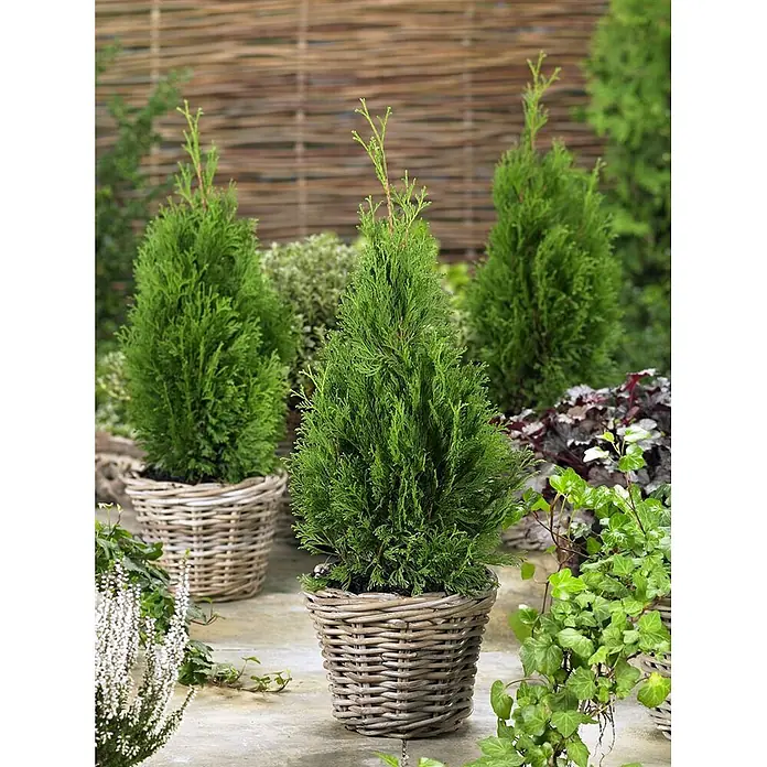 Pflanzen für dich Lebensbaum 25-30 cm - Thuja occidentalis 'Miky', Aktuelle Wuchshöhe: 25 cm - 30 cm - Drei grüne Topfkoniferen in hellgrauen Weidenkörben, ideal zur Garten- oder Terrassendekoration.