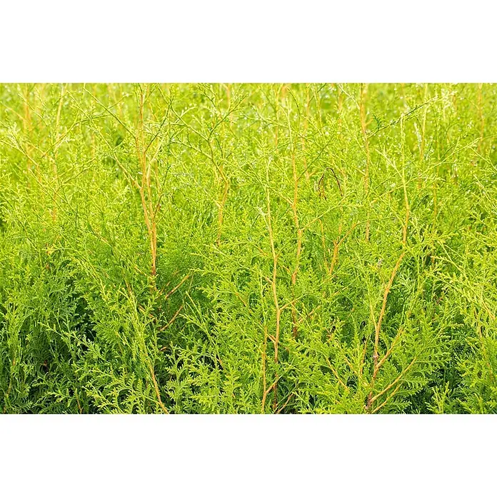 Pflanzen für dich Lebensbaum 150-175 cm - Thuja occidentalis 'Brabant', Aktuelle Wuchshöhe: 150 cm - 175 cm - Dichte Hecke mit hellgrünem, fein strukturiertem Laub und dünnen, hellbraunen Stielen.
