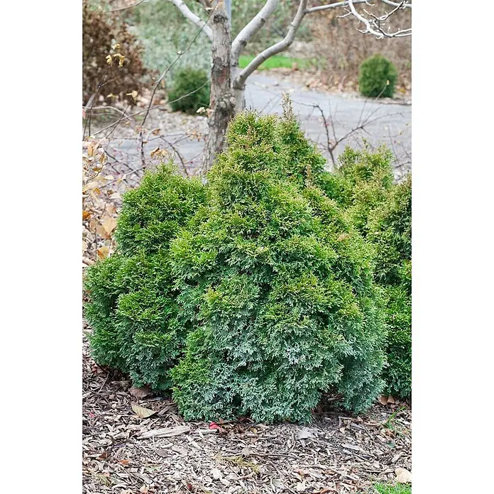 Pflanzen für dich Lebensbaum 25-30 cm - Thuja occidentalis 'Miky', Aktuelle Wuchshöhe: 25 cm - 30 cm - Grüne Thuja-Sträucher wachsen in einem Gartenbeet mit Rindenmulch, Baumstamm und Weg im Hintergrund.