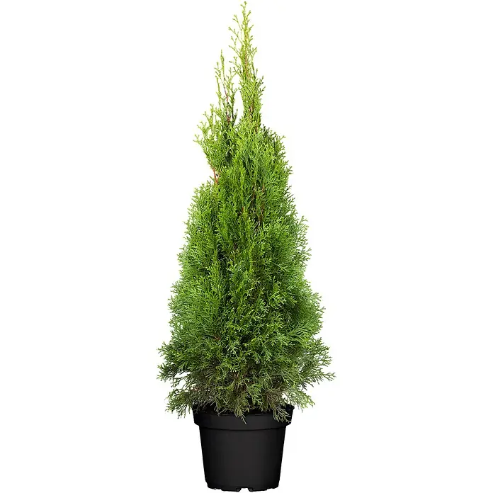 Pflanzen für dich Lebensbaum Abendländischer Lebensbaum - Thuja occidentalis 'Smaragd', Aktuelle Wuchshöhe: 80 cm - 100 cm - Grüne Topf-Konifere in einem schwarzen Kunststofftopf.
