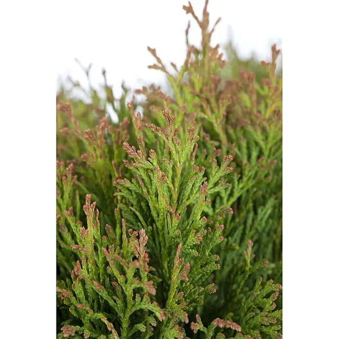 Pflanzen für dich Lebensbaum 25-30 cm - Thuja occidentalis 'Miky', Aktuelle Wuchshöhe: 25 cm - 30 cm - Nahaufnahme von leuchtend grünem Koniferenlaub mit rotbraunen Spitzen.