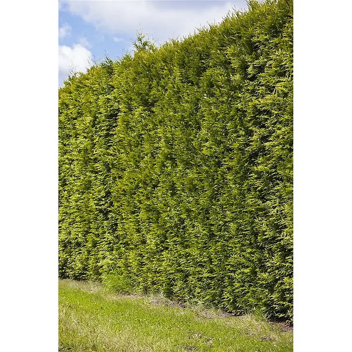 Pflanzen für dich Lebensbaum Abendländischer Lebensbaum - Thuja occidentalis 'Smaragd', Aktuelle Wuchshöhe: 80 cm - 100 cm - Hohe, dichte grüne Hecke als Sichtschutz im Freien.