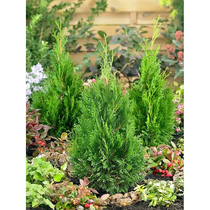 Pflanzen für dich Lebensbaum 25-30 cm - Thuja occidentalis 'Miky', Aktuelle Wuchshöhe: 25 cm - 30 cm - Drei kleine, leuchtend grüne immergrüne Bäume in einem Gartenbeet mit gemischten Bodendeckern gepflanzt.