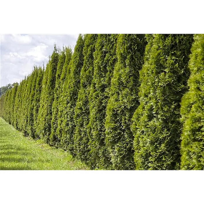 Pflanzen für dich Lebensbaum Abendländischer Lebensbaum - Thuja occidentalis 'Smaragd', Aktuelle Wuchshöhe: 80 cm - 100 cm - Lange Reihe leuchtend grüner immergrüner Bäume als dichte Sichtschutzhecke.