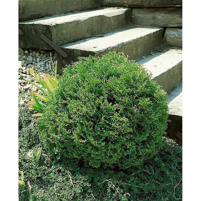 Pflanzen für dich Zwerg-Lebensbaum 30-40 cm - Thuja occidentalis 'Tiny Tim' - Kleiner, runder, grüner Strauch im Garten neben Steinstufen.