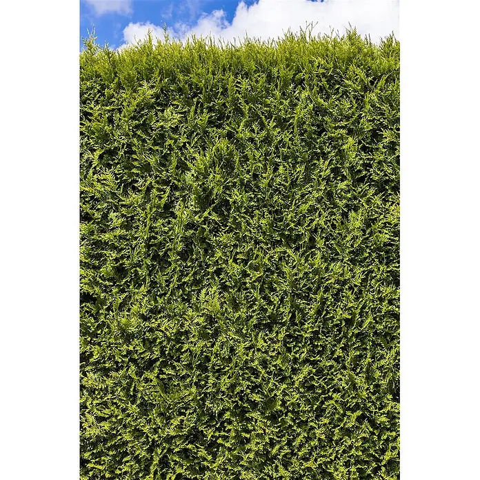 Pflanzen für dich Lebensbaum Abendländischer Lebensbaum - Thuja occidentalis 'Smaragd', Aktuelle Wuchshöhe: 80 cm - 100 cm - Üppige grüne Hecke unter blauem Himmel, die einen natürlichen Sichtschutz bildet.