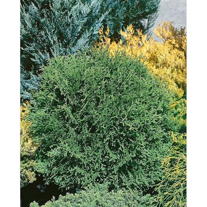 Pflanzen für dich Zwerg-Lebensbaum 30-40 cm - Thuja occidentalis 'Tiny Tim' - Dichter, kugelförmiger grüner Nadelbaum, umgeben von bläulich-grünen und gelben Nadelgehölzen.