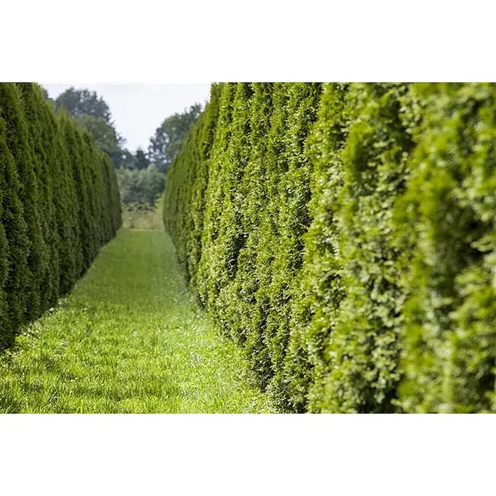 Pflanzen für dich Lebensbaum Abendländischer Lebensbaum - Thuja occidentalis 'Smaragd', Aktuelle Wuchshöhe: 80 cm - 100 cm - Zwei hohe, grüne Hecken säumen einen Grasweg und bilden einen einladenden Naturkorridor.