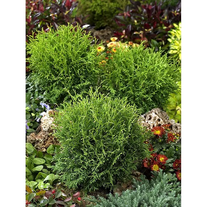 Pflanzen für dich Zwerg-Lebensbaum 30-40 cm - Thuja occidentalis 'Tiny Tim' - Drei leuchtend grüne, runde immergrüne Sträucher in einem üppigen Garten gepflanzt.