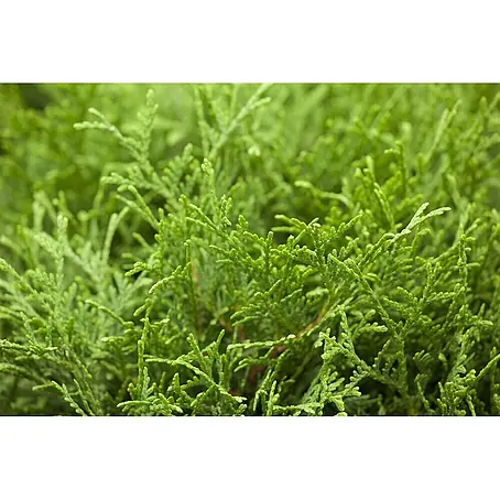 Pflanzen für dich  Zwerg-Lebensbaum 15-20 cm