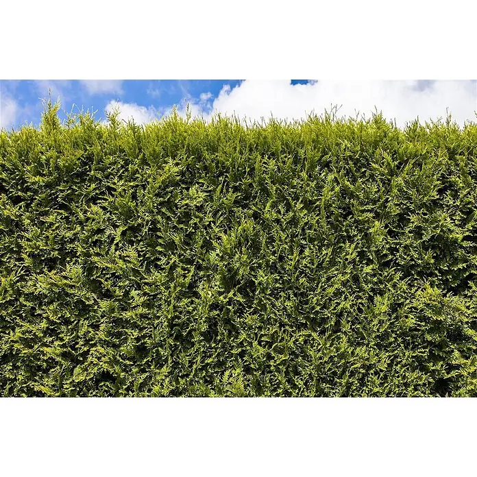 Thuja occidentalis 'Smaragd' 80-100 cm 2 Liter Container -  - Dichte grüne Hecke unter blauem Himmel mit weißen Wolken.