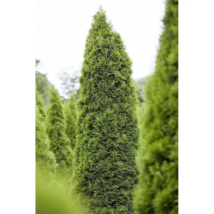 Pflanzen für dich Lebensbaum 25-30 cm - Thuja occidentalis 'Zmatlik', Aktuelle Wuchshöhe: 25 cm - 30 cm - Hoher grüner Nadelbaum mit dichtem Laub, Teil einer Reihe ähnlicher Bäume.