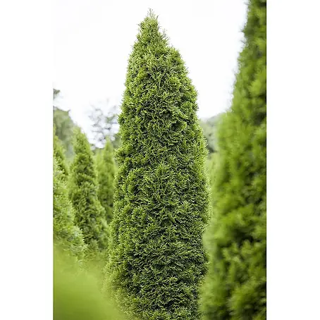 Pflanzen für dich  Lebensbaum 25-30 cm