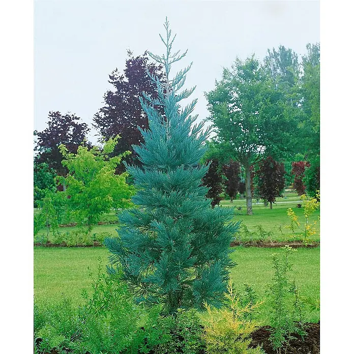 Pflanzen für dich Lebensbaum 60-80 cm - Sequoiadendron giganteum 'Glaucum', Aktuelle Wuchshöhe: 60 cm - 80 cm - Ein leuchtend blaugrüner Nadelbaum steht prominent in einer üppigen Gartenlandschaft, umgeben von Pflanzen und grünem Gras.