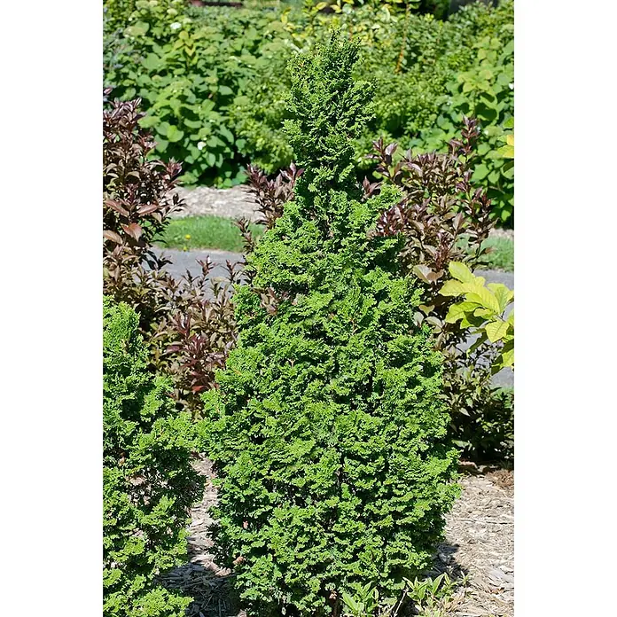 Pflanzen für dich Lebensbaum 25-30 cm - Thuja occidentalis 'Zmatlik', Aktuelle Wuchshöhe: 25 cm - 30 cm - Hellgrüner, konischer Nadelbaum mit dichtem, strukturiertem Laub, ideal für die Gartengestaltung.