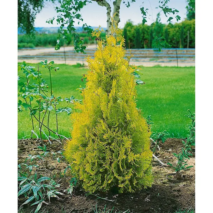 Pflanzen für dich Lebensbaum 20-30 cm - Thuja occidentalis 'Yellow Ribbon', Aktuelle Wuchshöhe: 20 cm - 30 cm - Ein leuchtender goldener Lebensbaum, ein kompakter immergrüner Strauch mit hellgelb-grünem Laub, ist in einem Gartenbeet gepflanzt.