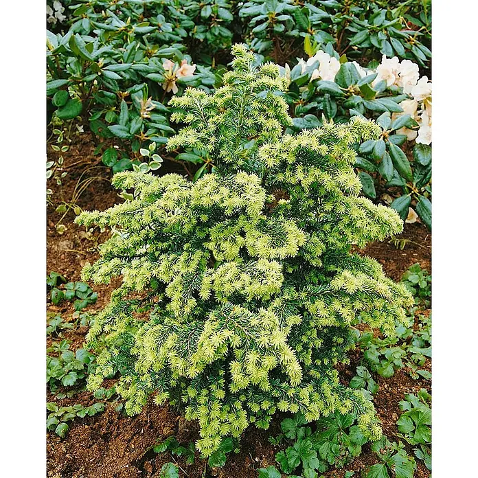Pflanzen für dich Lebensbaum 40-60 cm - Tsuga canadensis, Aktuelle Wuchshöhe: 40 cm - 60 cm - Kleiner, buschiger immergrüner Strauch mit hellgrünen Triebspitzen im Gartenbeet.