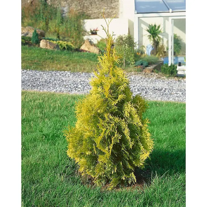 Pflanzen für dich Lebensbaum 20-30 cm - Thuja occidentalis 'Yellow Ribbon', Aktuelle Wuchshöhe: 20 cm - 30 cm - Goldgelber Lebensbaum-Strauch mit hellgelb-grünem Laub, in einem gepflegten Rasen gepflanzt.